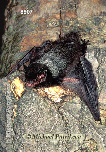 Silver-haired Bat (Lasionycteris noctivagans)
